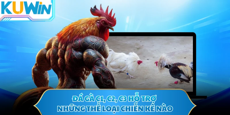Đá gà C1, C2, C3 hỗ trợ những thể loại chiến kê nào