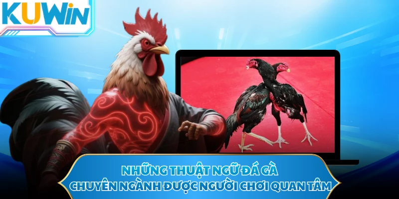 Những thuật ngữ đá gà chuyên ngành được người chơi quan tâm