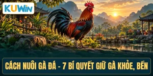 Cách Nuôi Gà Đá - 7 Bí Quyết Giữ Gà Khỏe, Bền